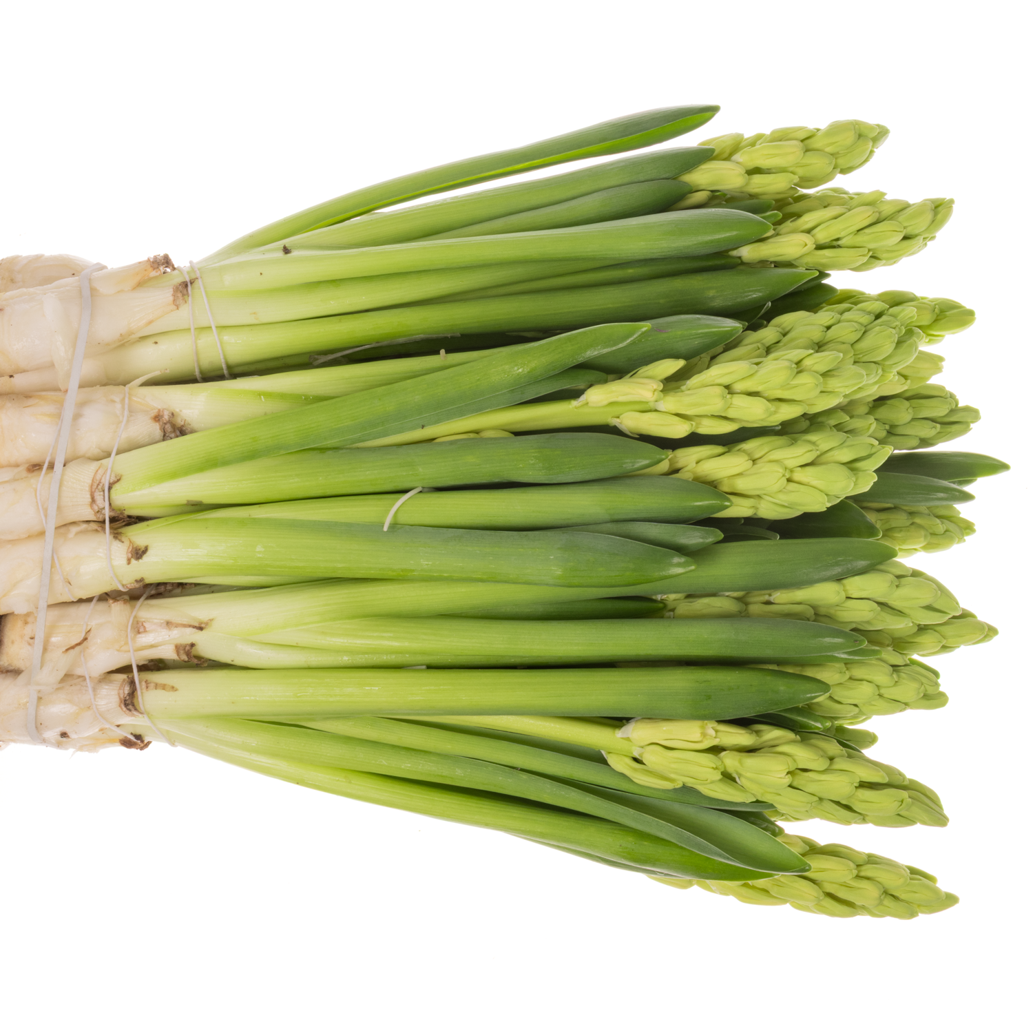 Hyazinthe gelb Schnitt Yellow queen 30cm