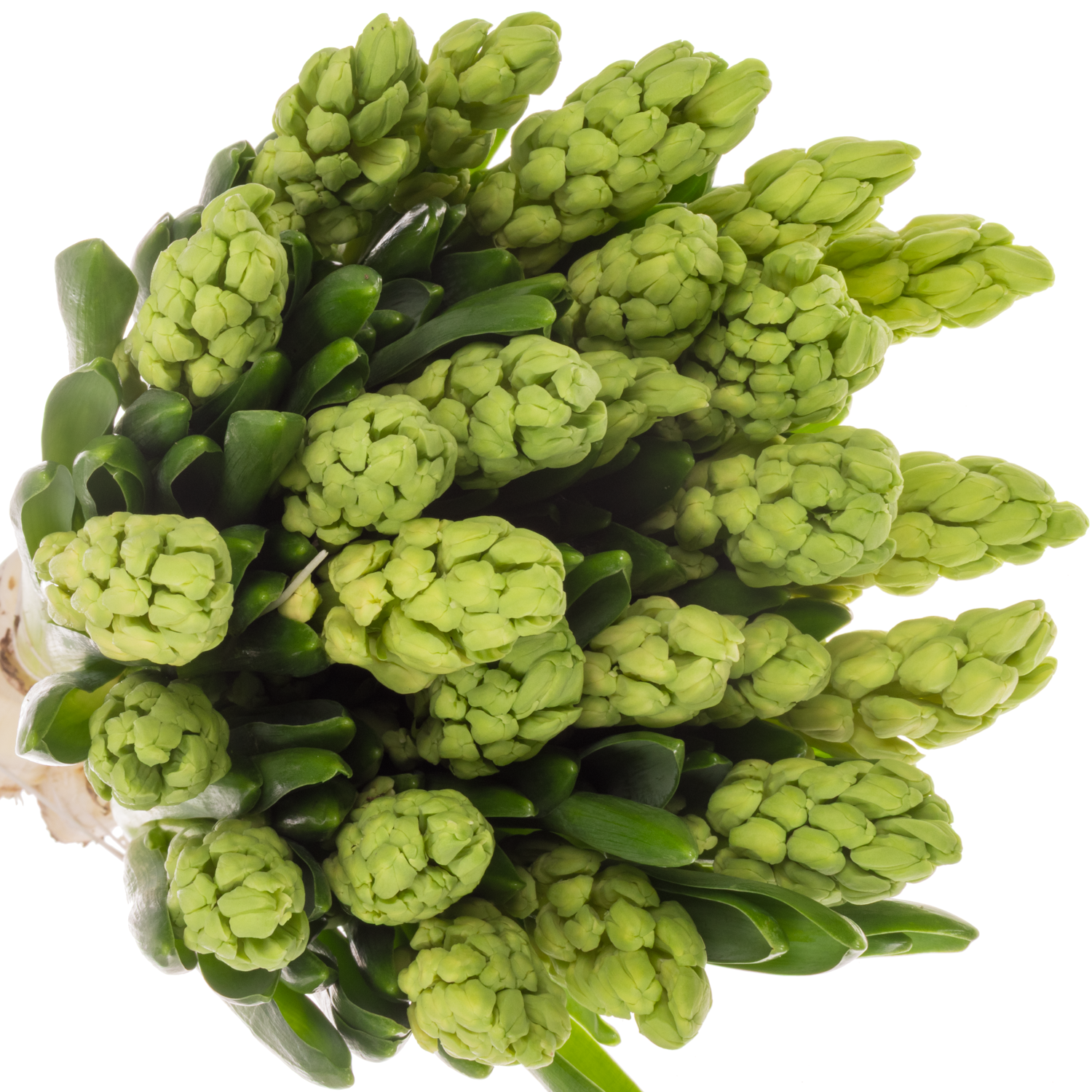 Hyazinthe gelb Schnitt Yellow queen 30cm