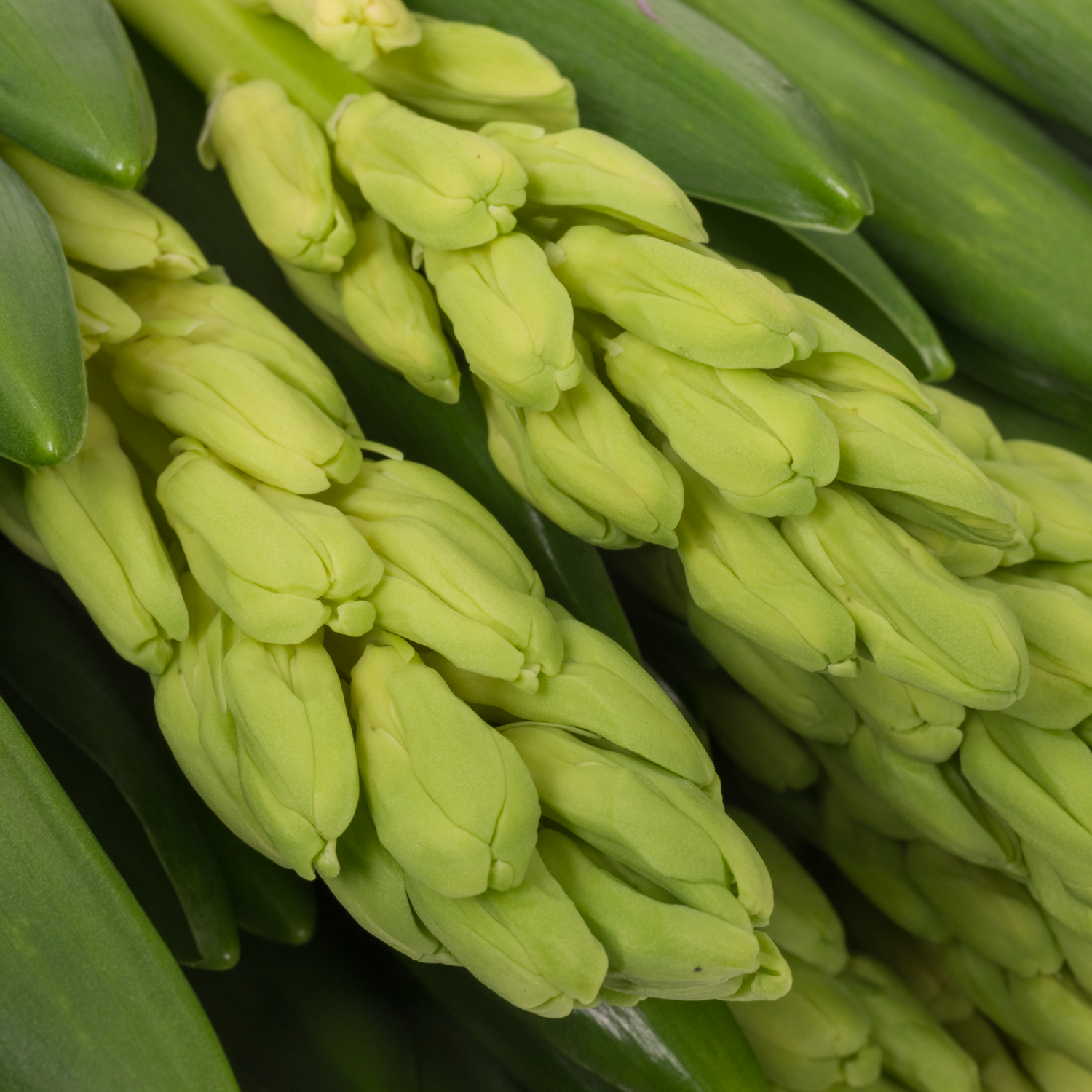 Hyazinthe gelb Schnitt Yellow queen 30cm