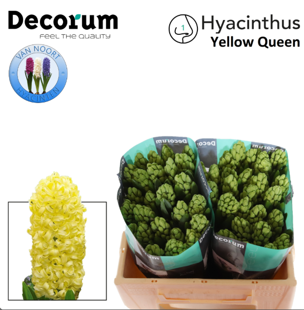 Hyazinthe gelb Schnitt Yellow queen 30cm