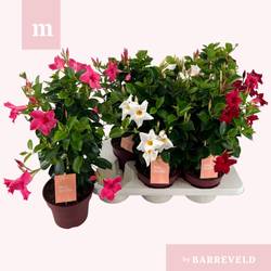 Mandeville mix Piramid T17 H050