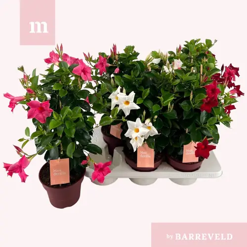 Mandeville mix Piramid T17 H050
