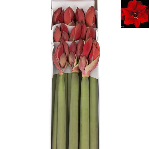 Amaryllis Krt.rot Red Queen X10