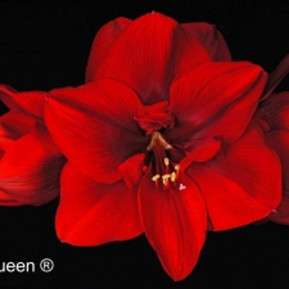 Amaryllis Krt.rot Red Queen X10