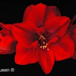 Amaryllis Krt.rot Red Queen X10