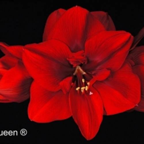 Amaryllis Krt.rot Red Queen X10