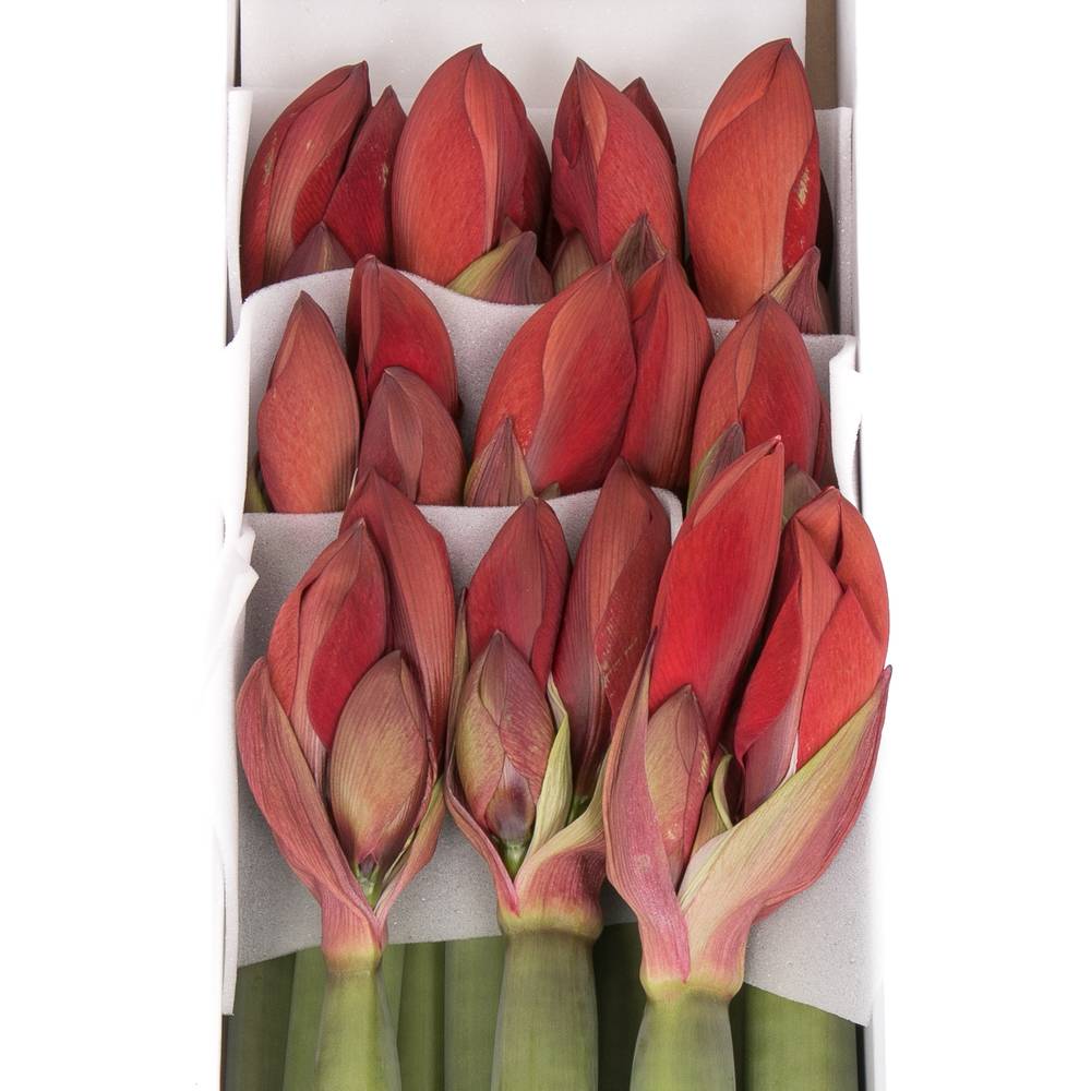 Amaryllis Krt.rot Red Queen X10
