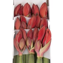 Amaryllis Krt.rot Red Queen X10