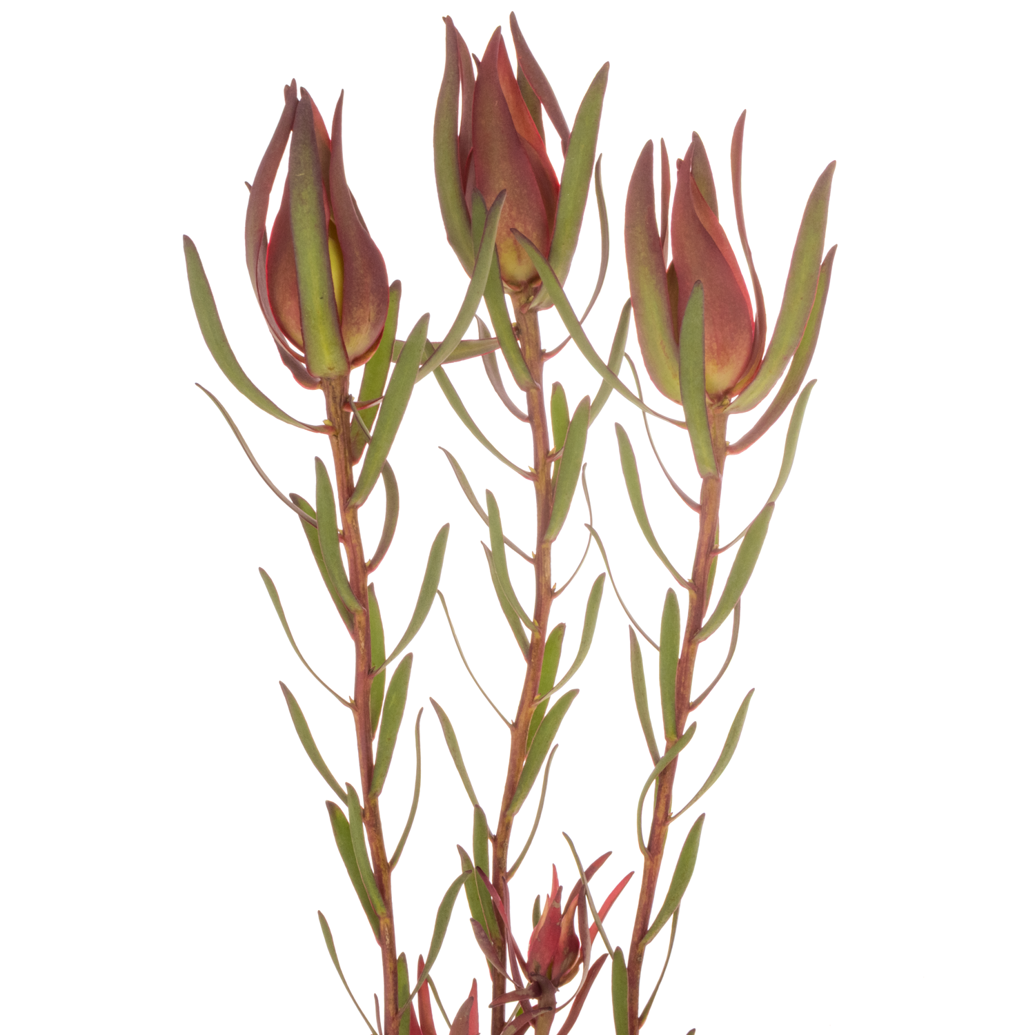 Leucadendron rot Fireglow 60cm