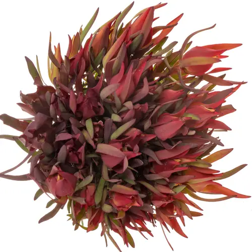 Leucadendron rot Fireglow 60cm