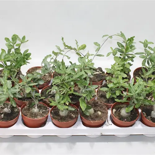 Fockea Edulis T08 H18