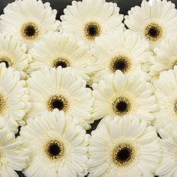 Gerbera weiss Iceberg