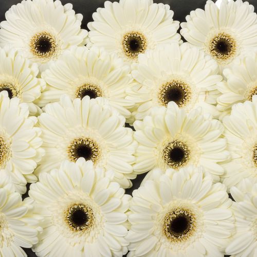 Gerbera weiss Iceberg