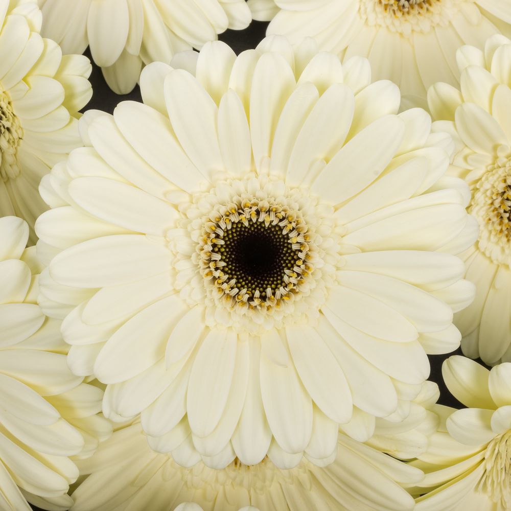 Gerbera weiss Iceberg