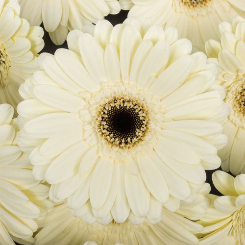 Gerbera weiss Iceberg