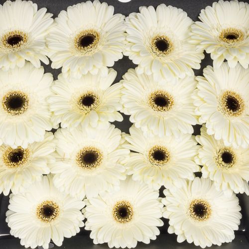 Gerbera weiss Iceberg