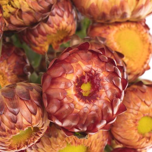 Helicrysum dkl orange 70cm