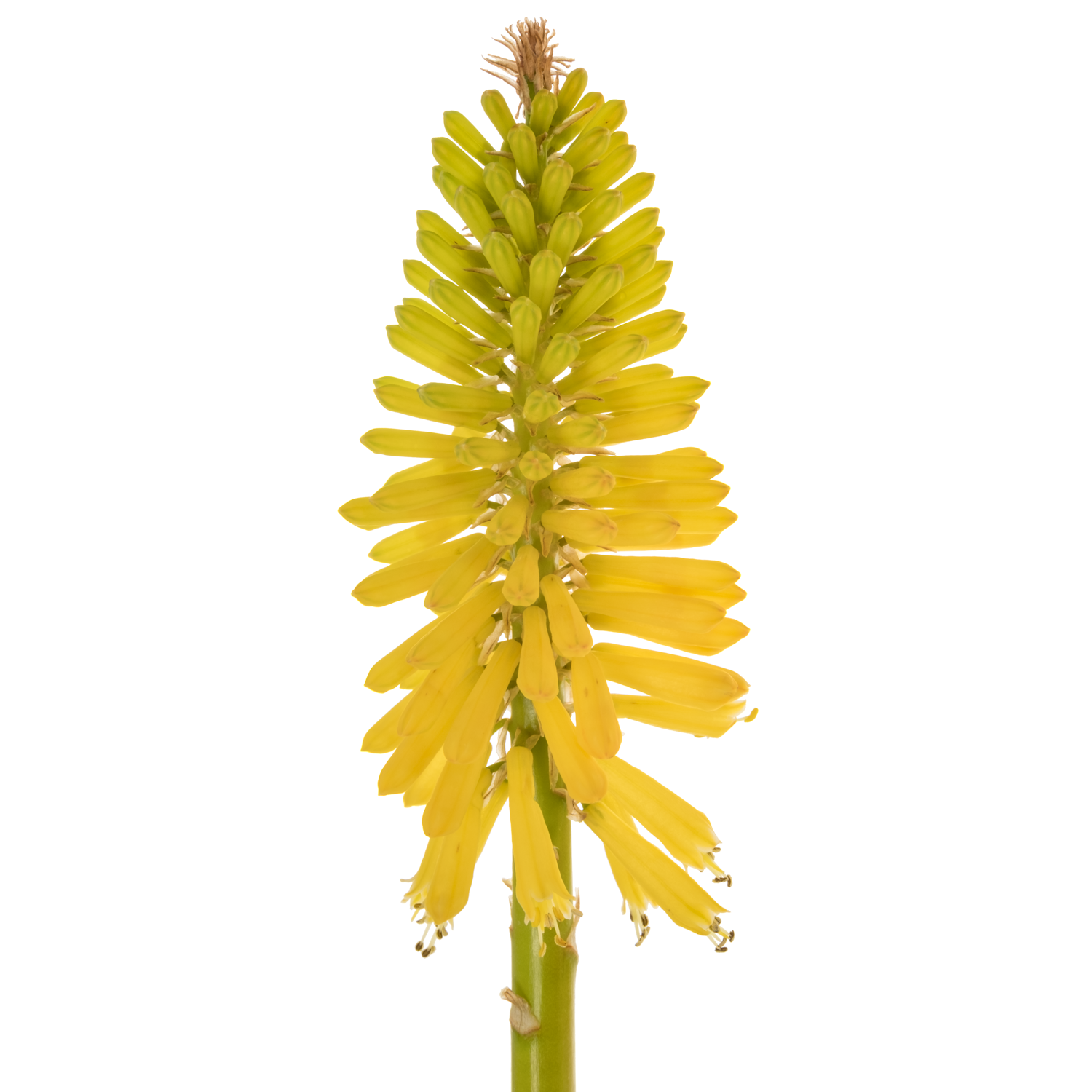 Kniphofien gelb Eyecone Yellow 70cm