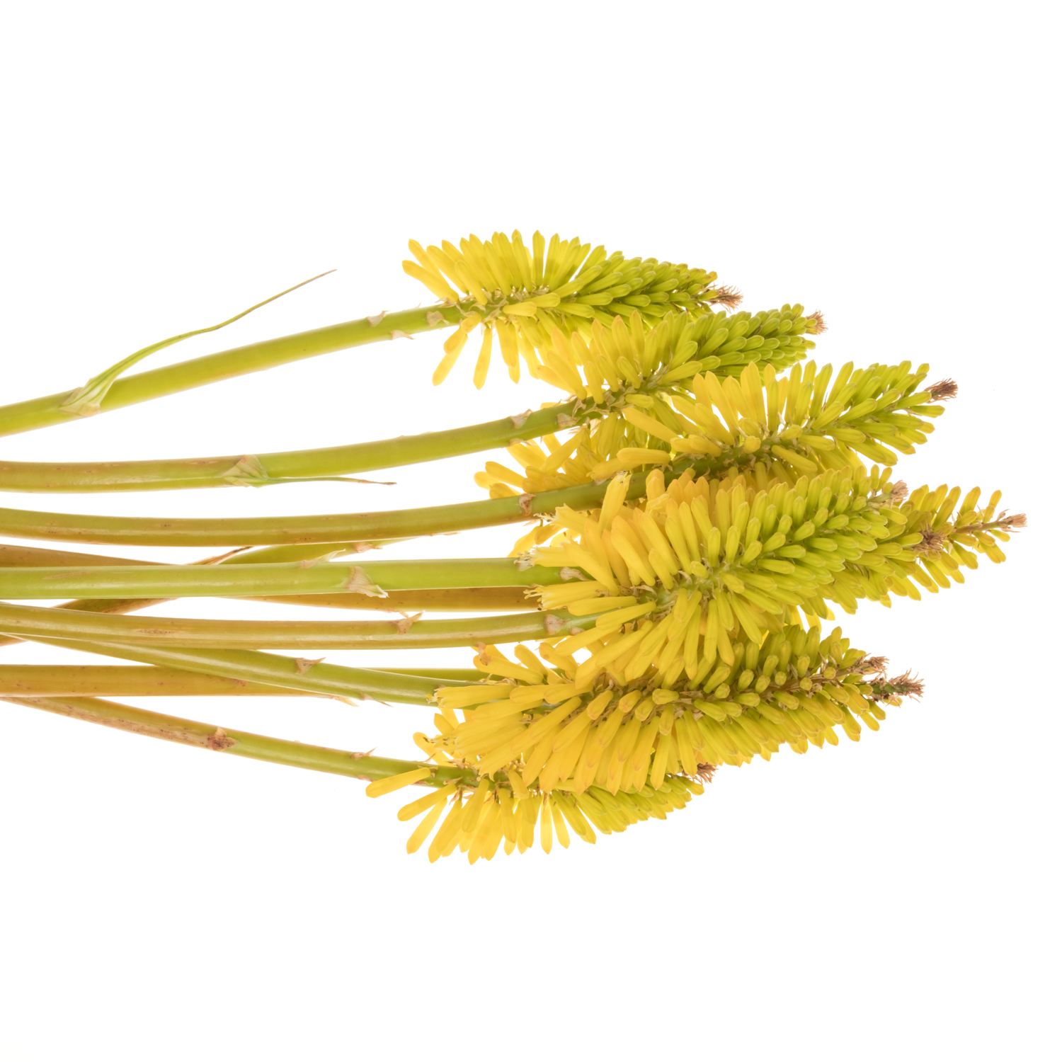 Kniphofien gelb Eyecone Yellow 70cm