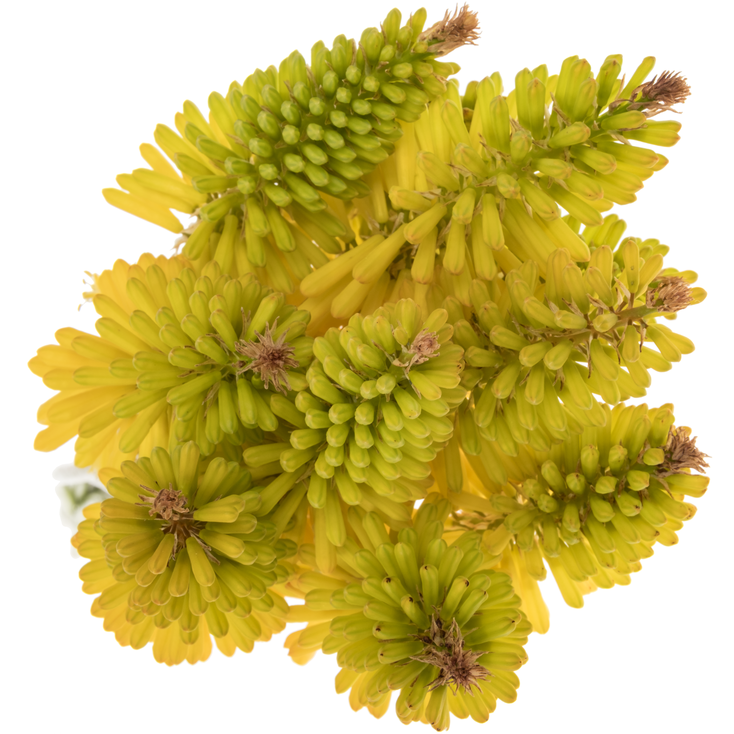 Kniphofien gelb Eyecone Yellow 70cm