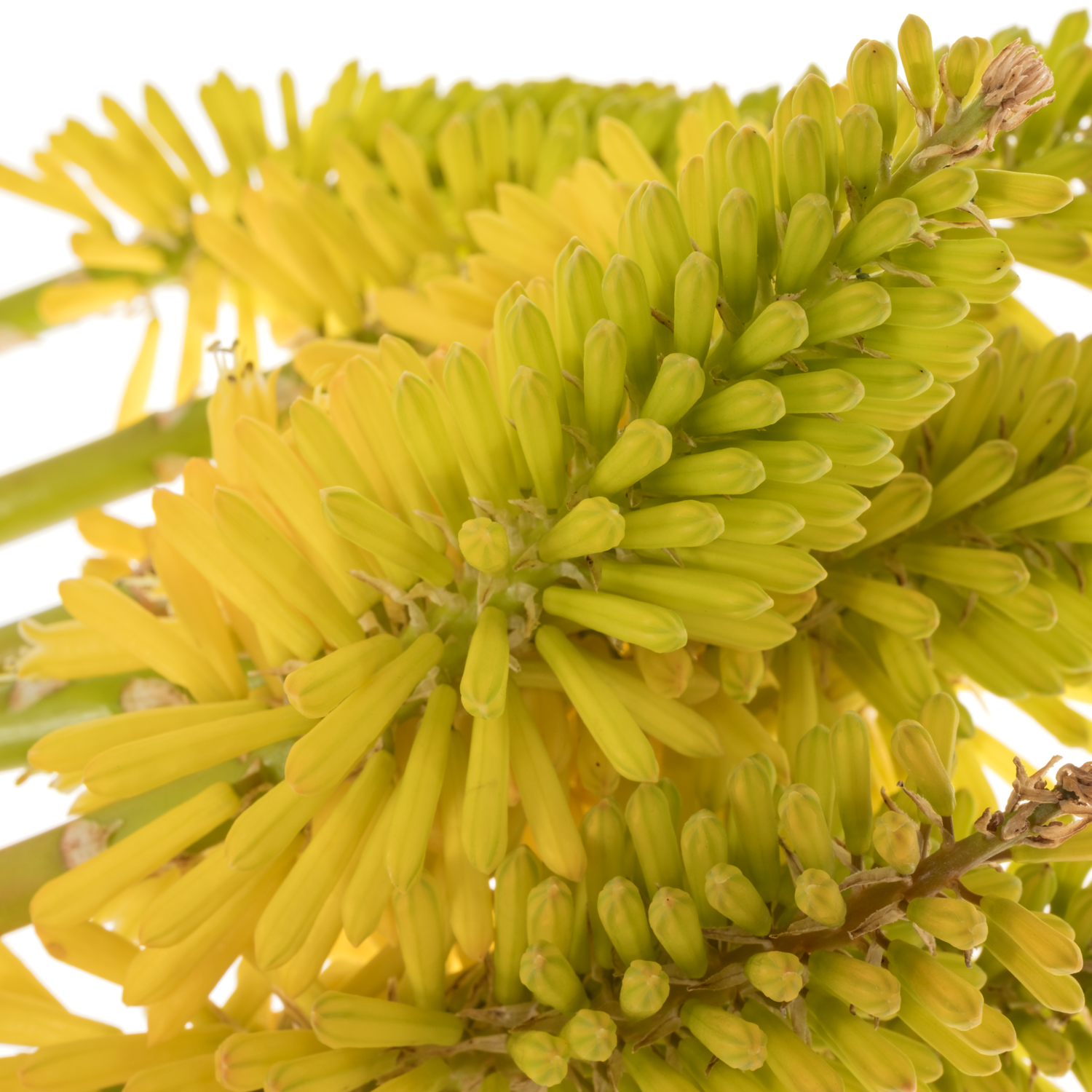 Kniphofien gelb Eyecone Yellow 70cm