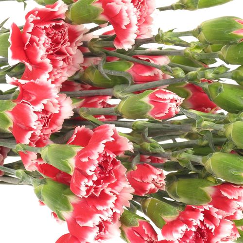 Spraynelke rot/weiss Scarlet 60cm