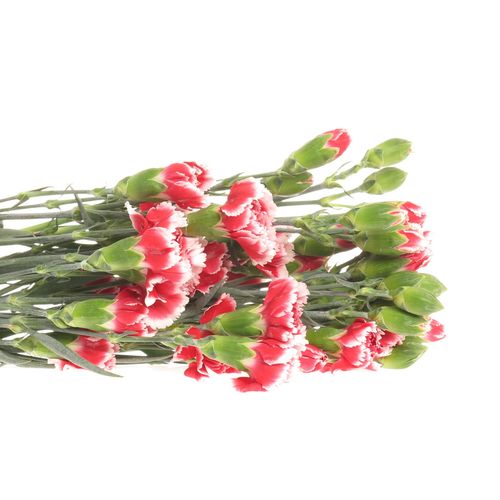 Spraynelke rot/weiss Scarlet 60cm