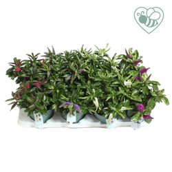 Hebe Addenda mix T12 H25