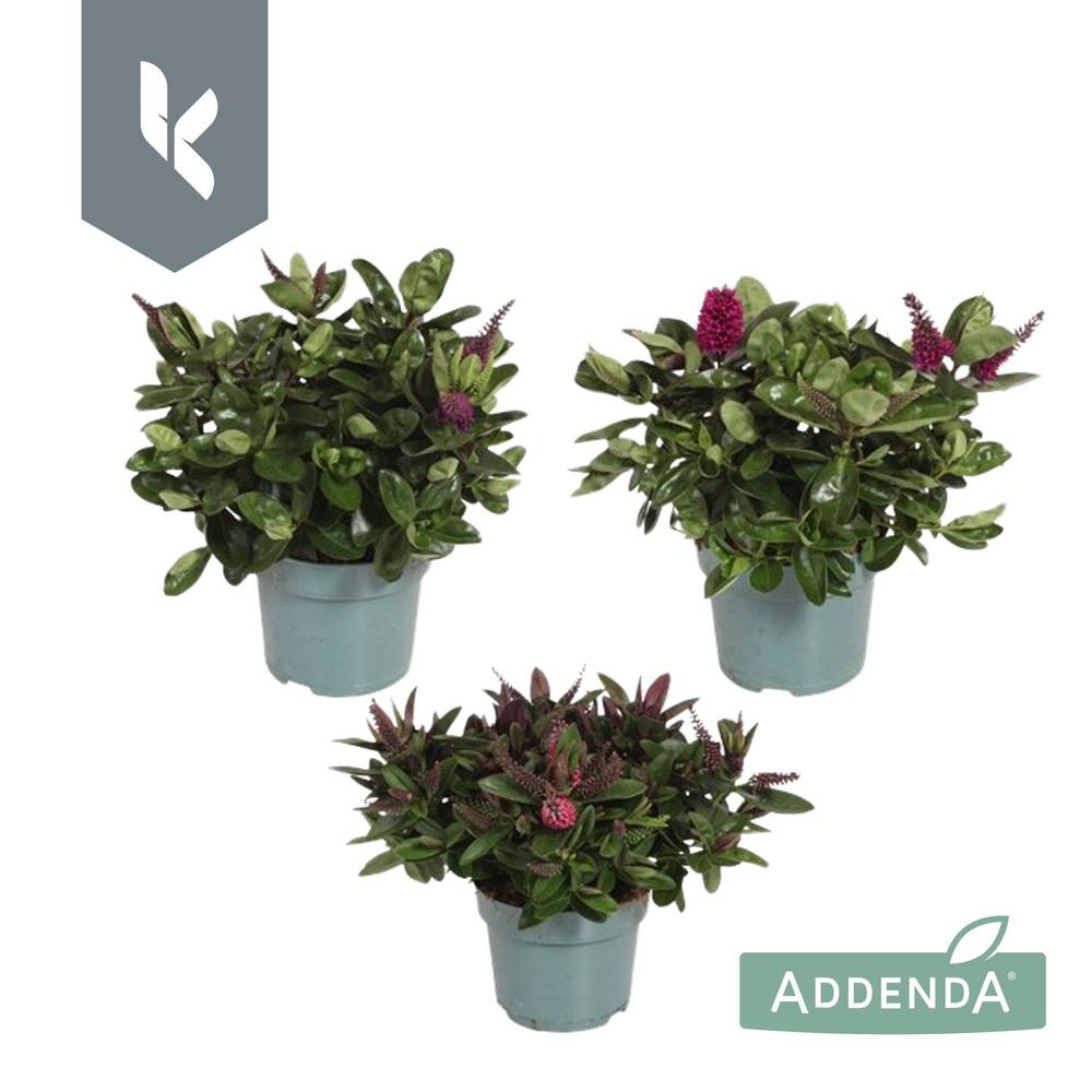 Hebe Addenda mix T12 H025
