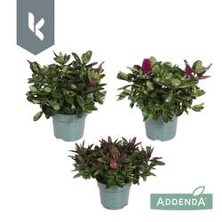 Hebe Addenda mix T12 H025