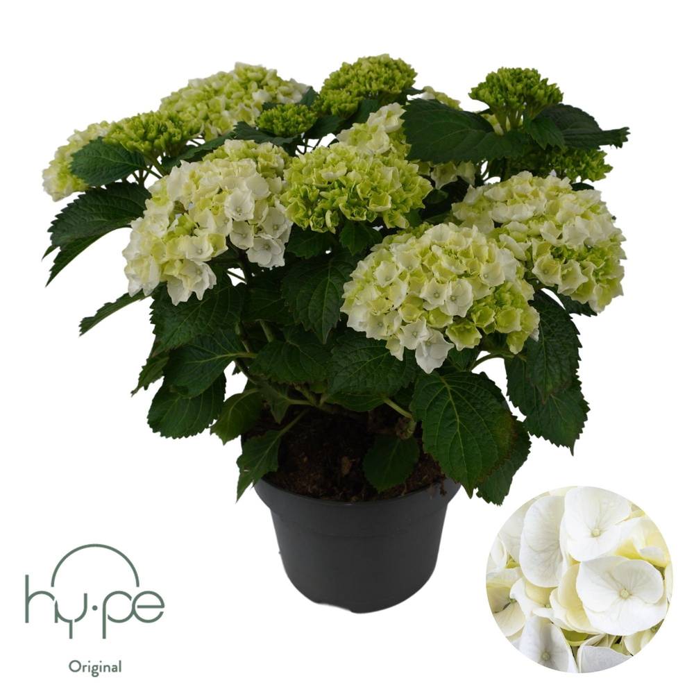 Hortensie Mophead weiss 10+ T23 H045