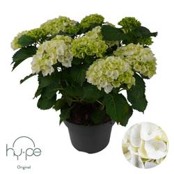 Hortensie Mophead weiss 10+ T23 H045
