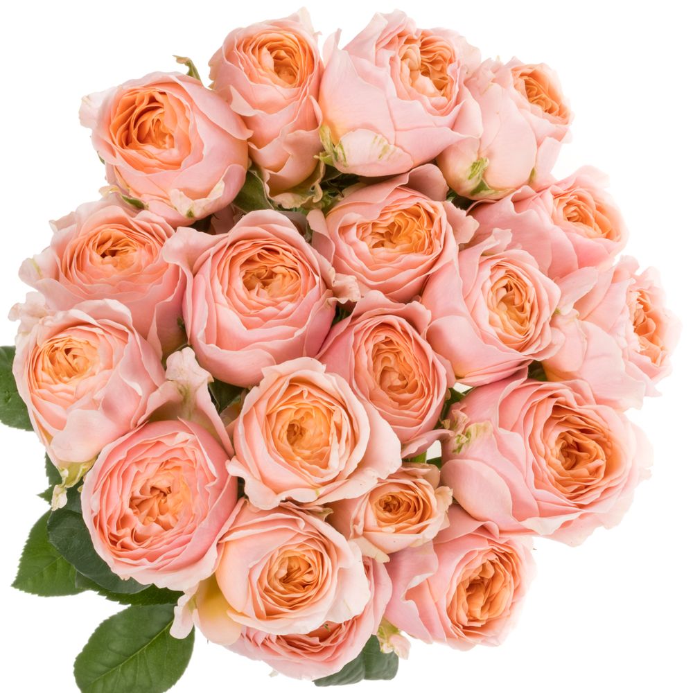 Rose verzweigt apricot/orange Keijsers Coral 2+Bl 40cm