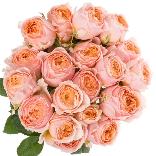 Rose verzweigt apricot/orange Keijsers Coral 2+Bl 40cm