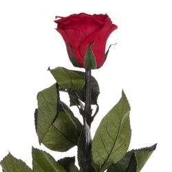 Präparierte Rose dunkel rot 60cm Red-01