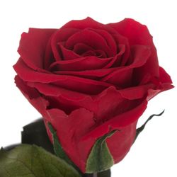 Präparierte Rose dunkel rot 60cm Red-01