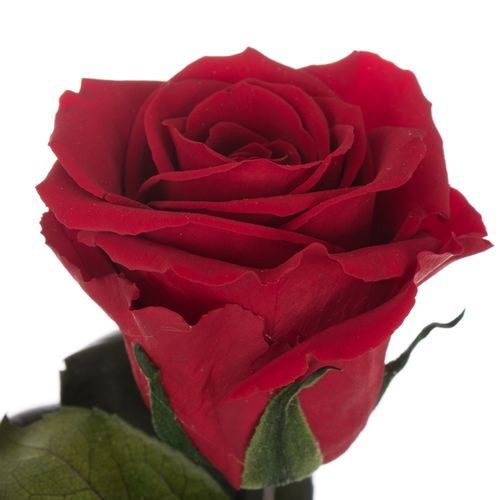 Präparierte Rose dunkel rot 60cm Red-01