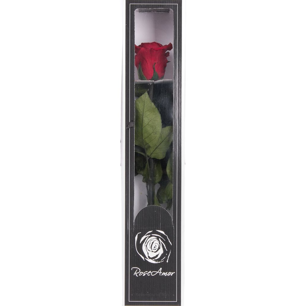 Präparierte Rose dunkel rot 60cm Red-01