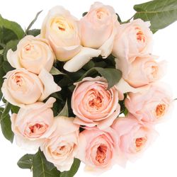 Rose apricot Juliet  50cm duftend