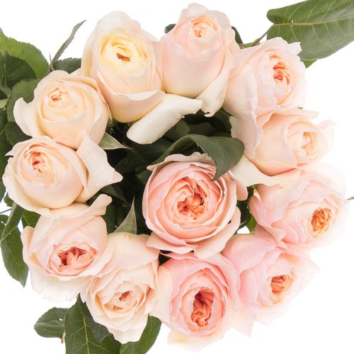 Rose apricot Juliet  50cm duftend