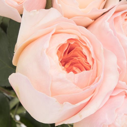 Rose apricot Juliet  50cm duftend