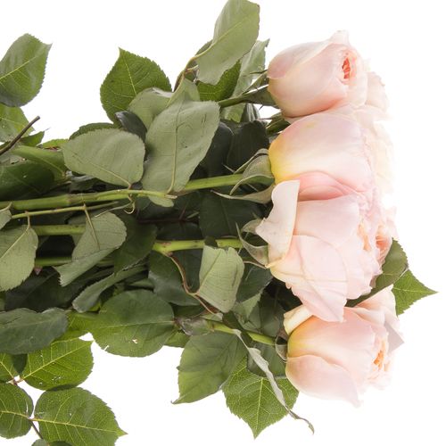 Rose apricot Juliet  50cm duftend