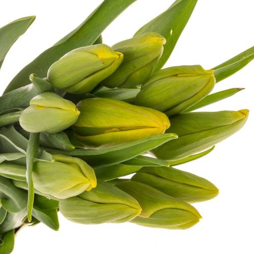 Franz.gelb/rot La Courtine 60 Gramm 55cm