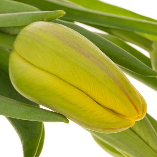 Franz.gelb/rot La Courtine 60 Gramm 55cm