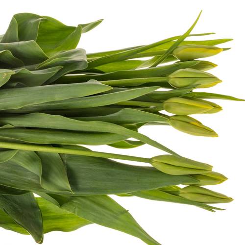 Franz.gelb/rot La Courtine 60 Gramm 55cm