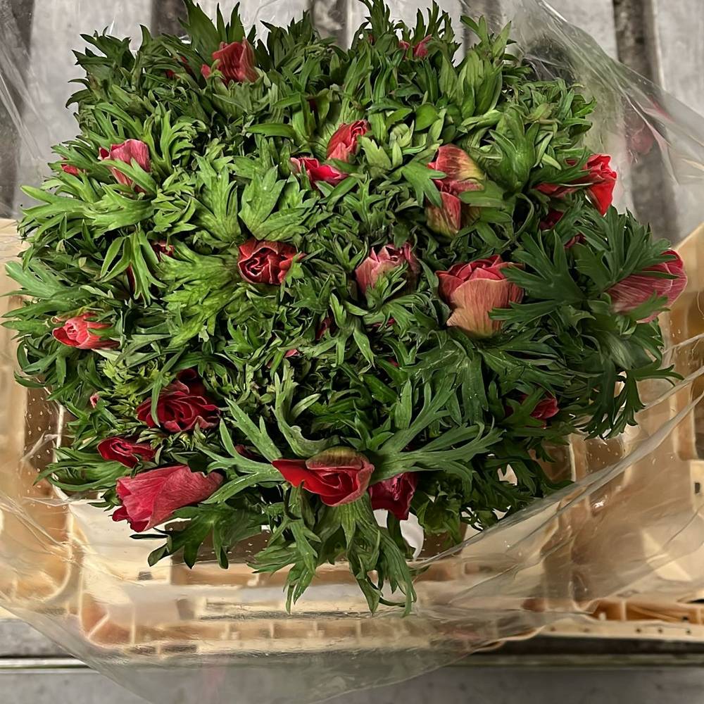 Anemone rot Mistral Plus Pinkie Red 45cm