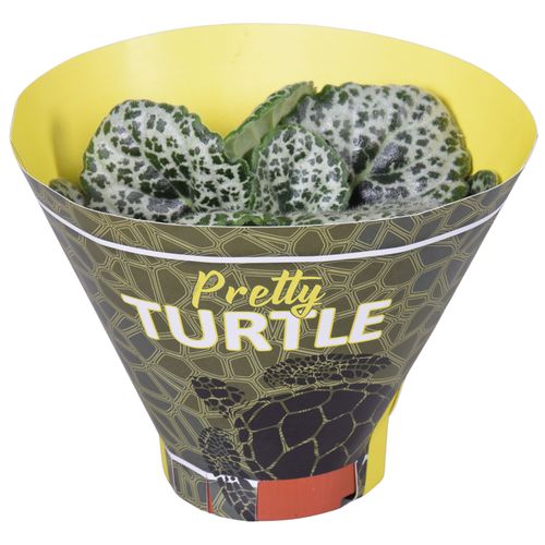 Streptocarpus Pretty turtle T13 H25