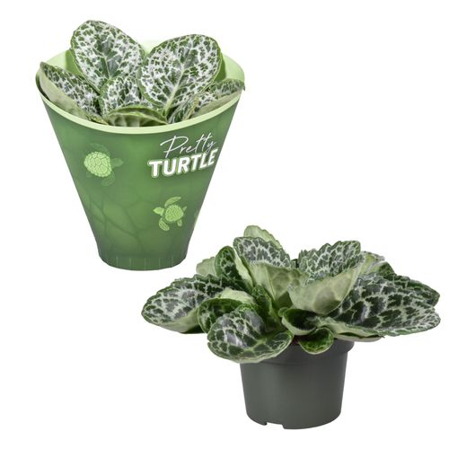 Streptocarpus Pretty turtle T13 H25