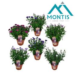 Astern mix Showmaker T14 H025
