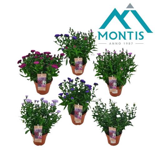 Astern mix Showmaker T14 H025